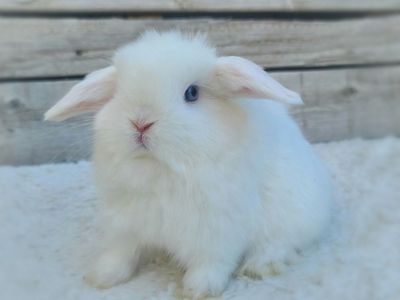 Holland Lop Boy
