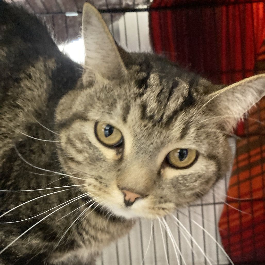 Hello my name is Kenner