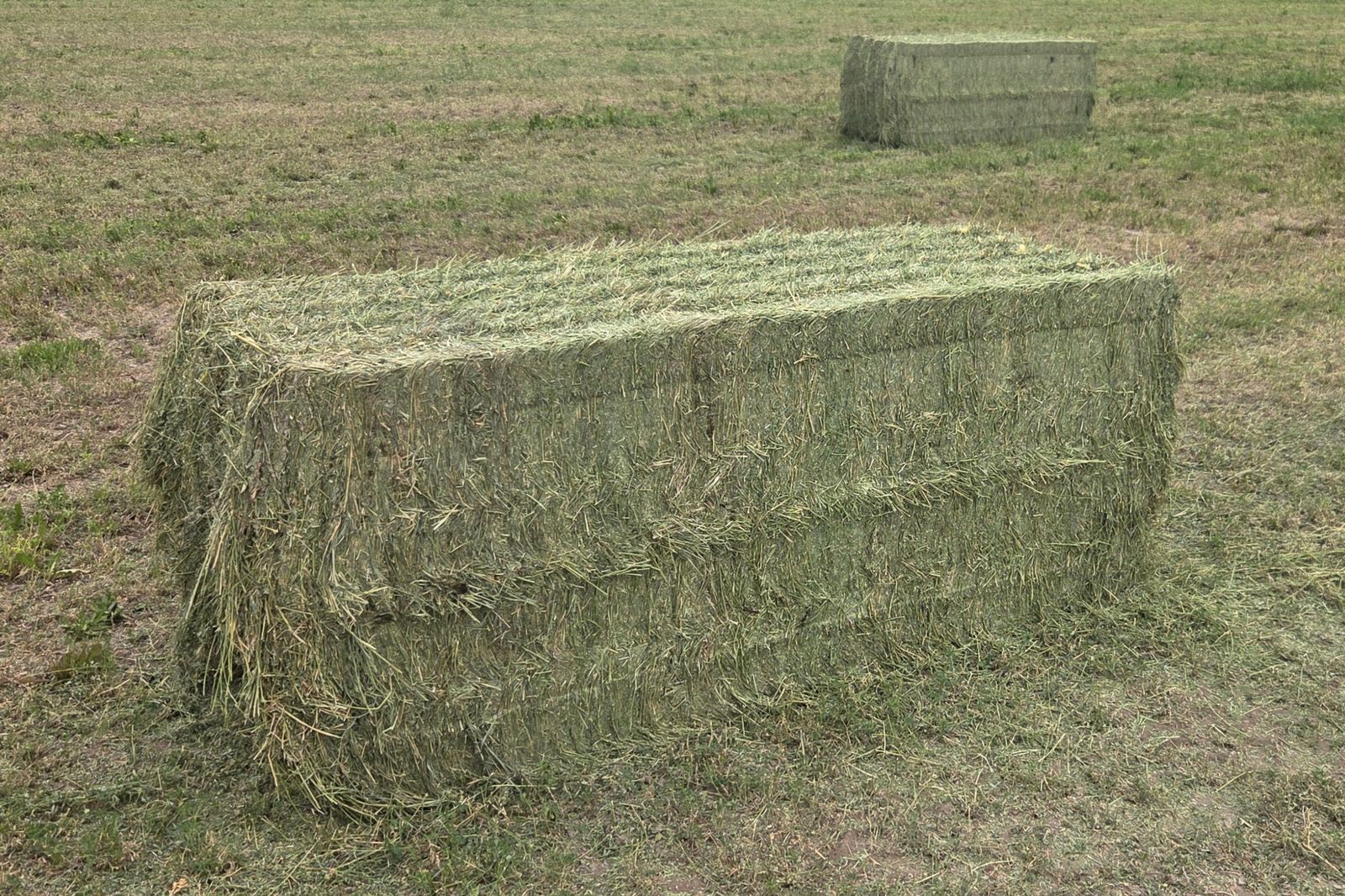 3x3x8 Good Quality Alfalfa Hay