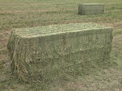 3x3x8 Good Quality Alfalfa Hay