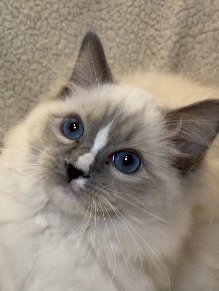 Beautiful Purebred TICA Registered 5 Month Ragdoll