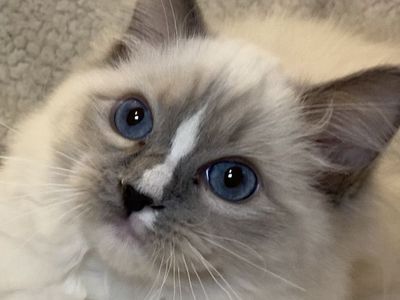 Beautiful Purebred TICA Registered 5 Month Ragdoll