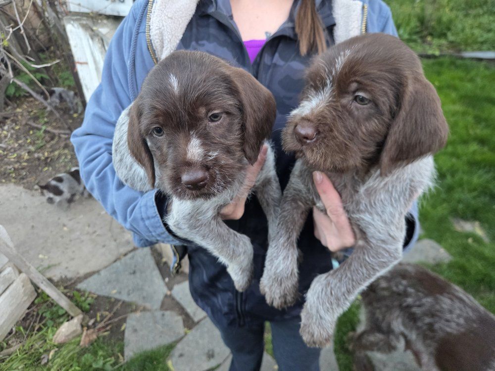 Griffon puppies