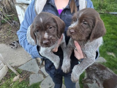 Griffon puppies