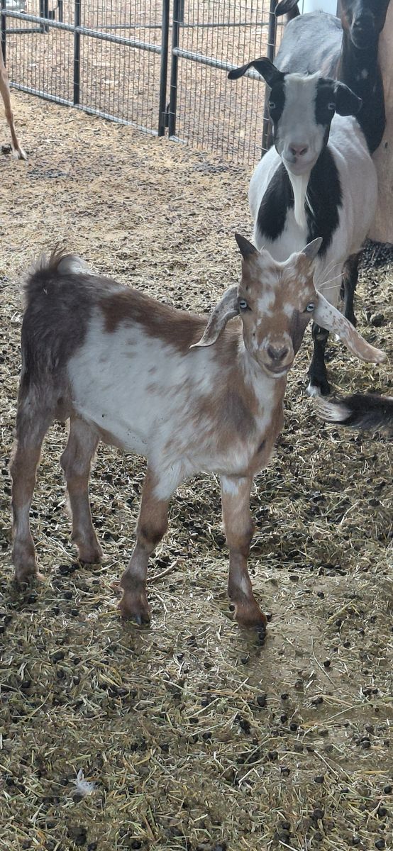 Mini Nubian Buckling