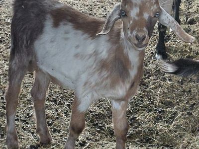 Mini Nubian Buckling