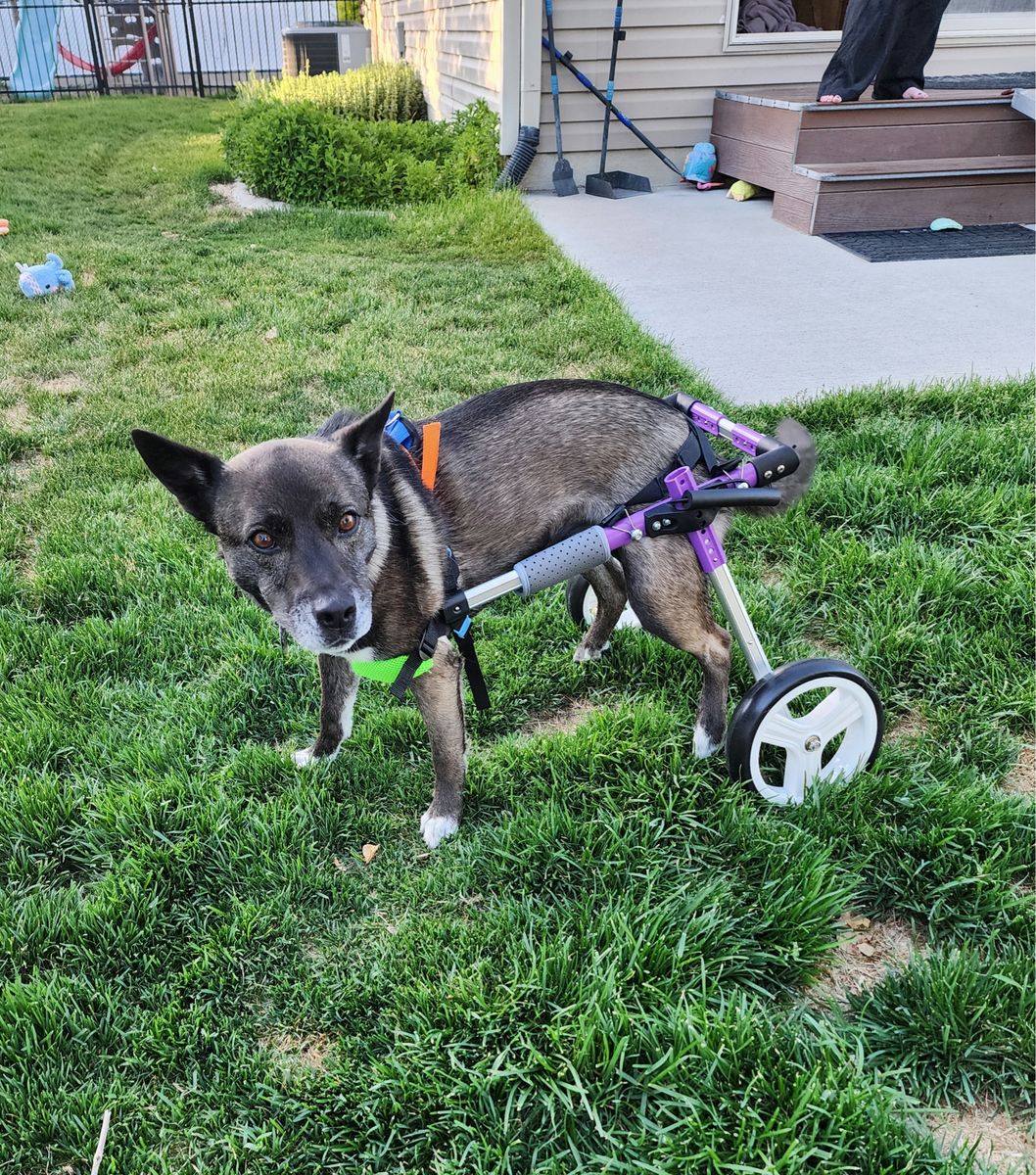 Dog wheel chair