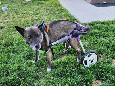 Dog wheel chair