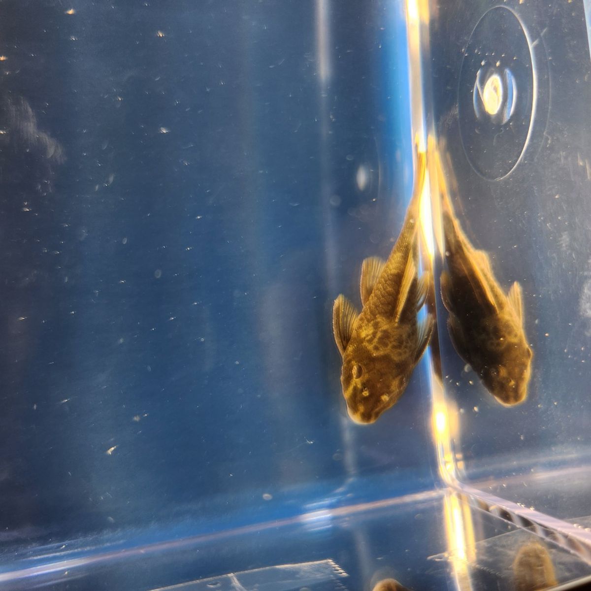 Green Dragon Bristlenose