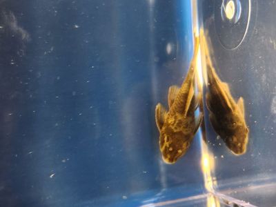 Green Dragon Bristlenose