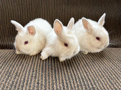 Bunnies Triplets White Albine