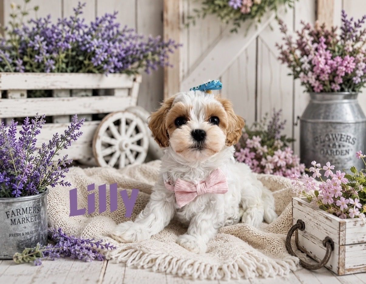 TEACUP/TOY Cavamaltipoo Puppies CUTEST EVER!!