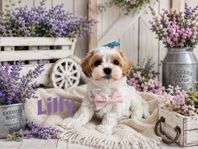 TEACUP/TOY Cavamaltipoo Puppies CUTEST EVER!!