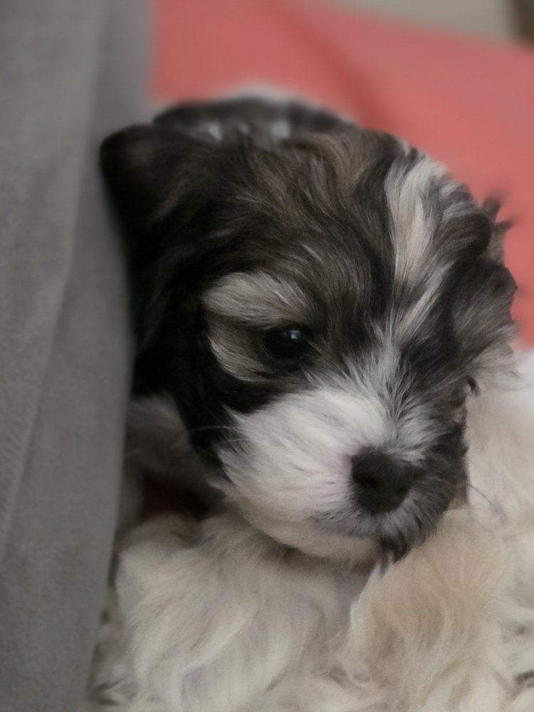 Teacup Maltipoo puppies