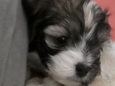 Teacup Maltipoo puppies