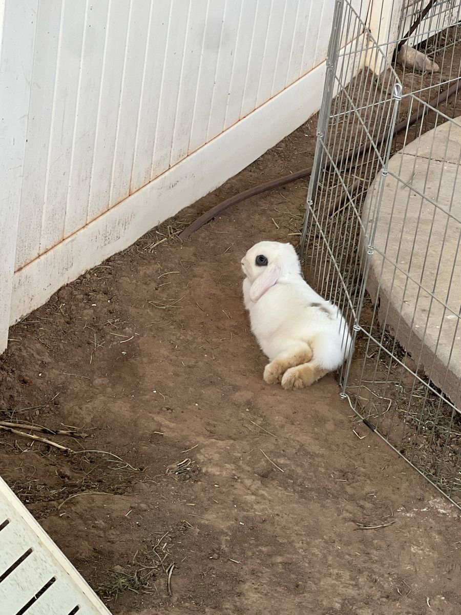 Neutered Male Holland Lop Rabbit – 7 Months Old