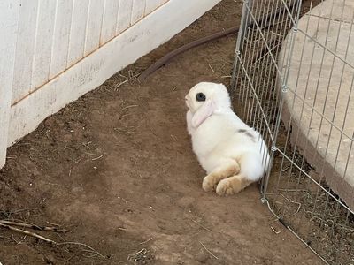 Neutered Male Holland Lop Rabbit – 7 Months Old