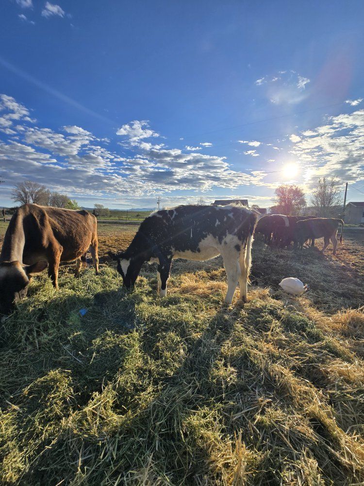 Healthy Young milk Cow