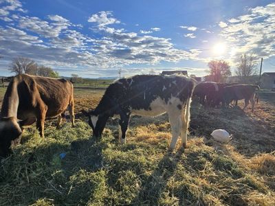 Healthy Young milk Cow