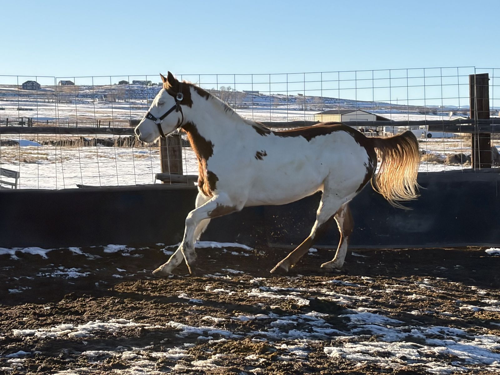 Flashy Paint Gelding