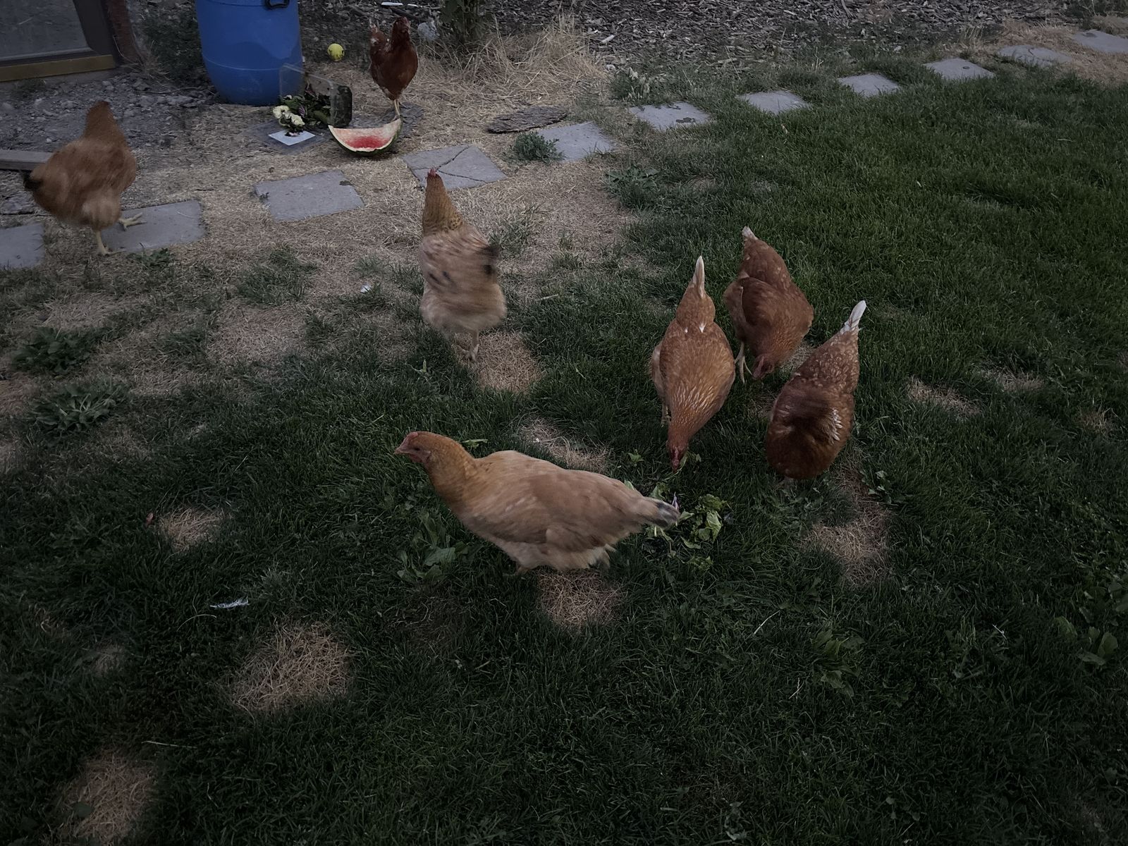Egg chicken about to lay!