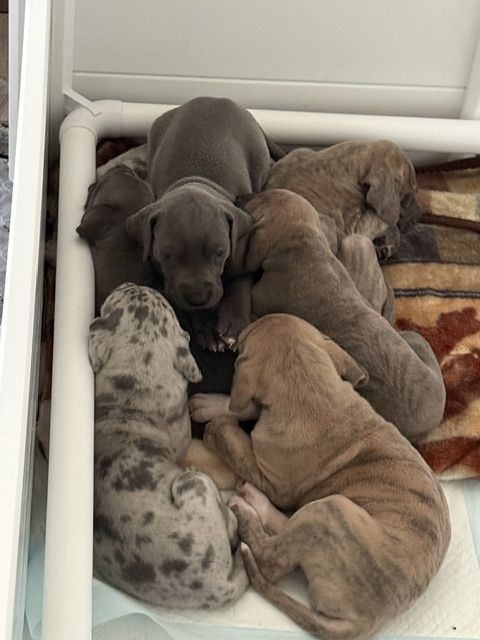 AKC Great Dane Puppies