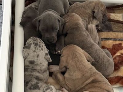 AKC Great Dane Puppies