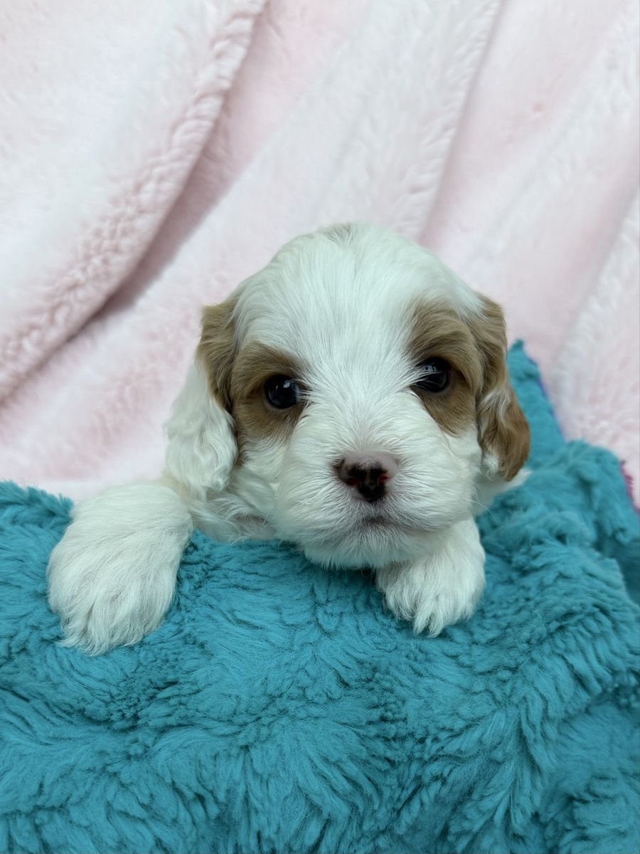 Miniature Cavapoo Puppies Available