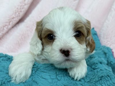 Miniature Cavapoo Puppies Available