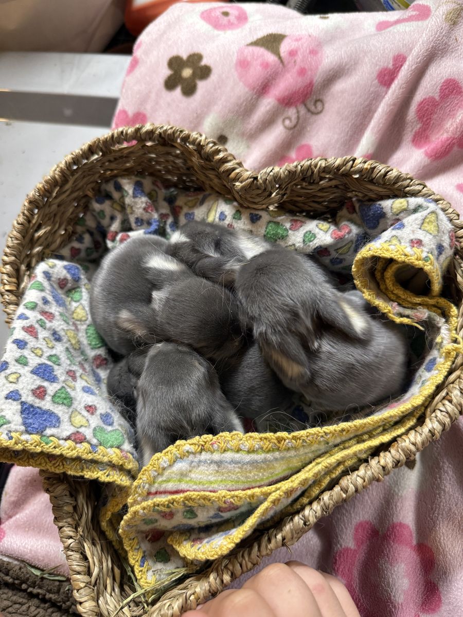 Holland Lops Dilute Colors