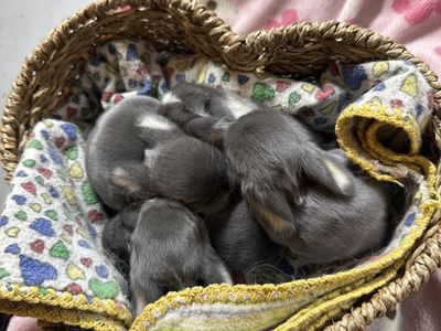 Holland Lops Dilute Colors
