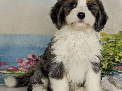 Girl Fifi – Merle Mini Bernedoodle $2400