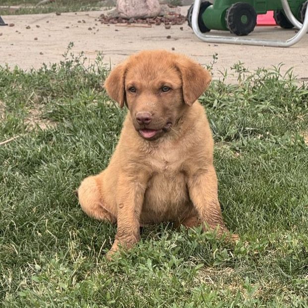 AKC Chesapeake Bay Retriever male puppies
