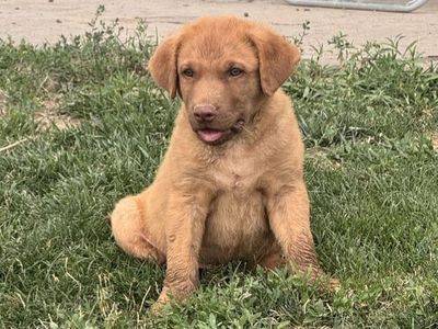 AKC Chesapeake Bay Retriever male puppies