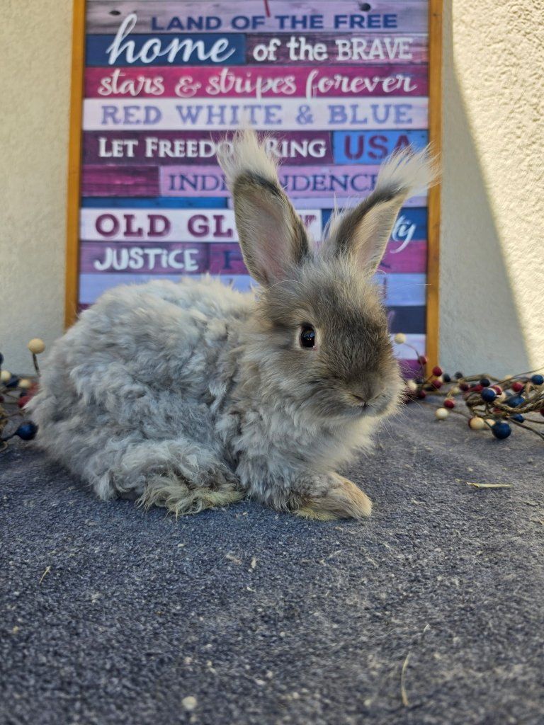Hoppity Floppity Rabbitry English Angora Bunny