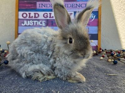 Hoppity Floppity Rabbitry English Angora Bunny