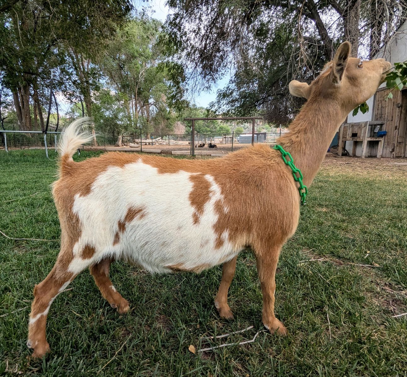 ADGA Registered Nigerian Dwarf Goat Doe IN MILK