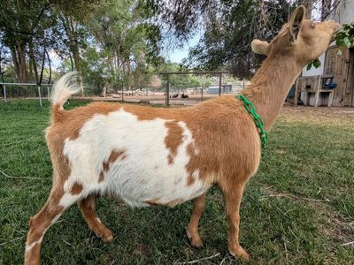 ADGA Registered Nigerian Dwarf Goat Doe IN MILK