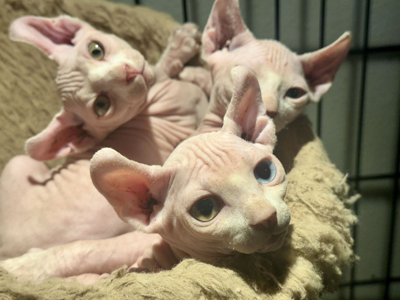 Elf Eared Sphynx Kittens