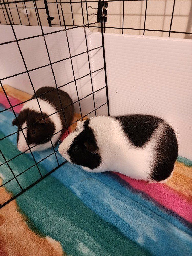 2 Male Guinea Pigs Looking For a Loving Home