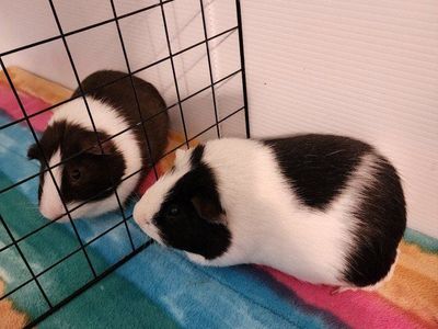 2 Male Guinea Pigs Looking For a Loving Home