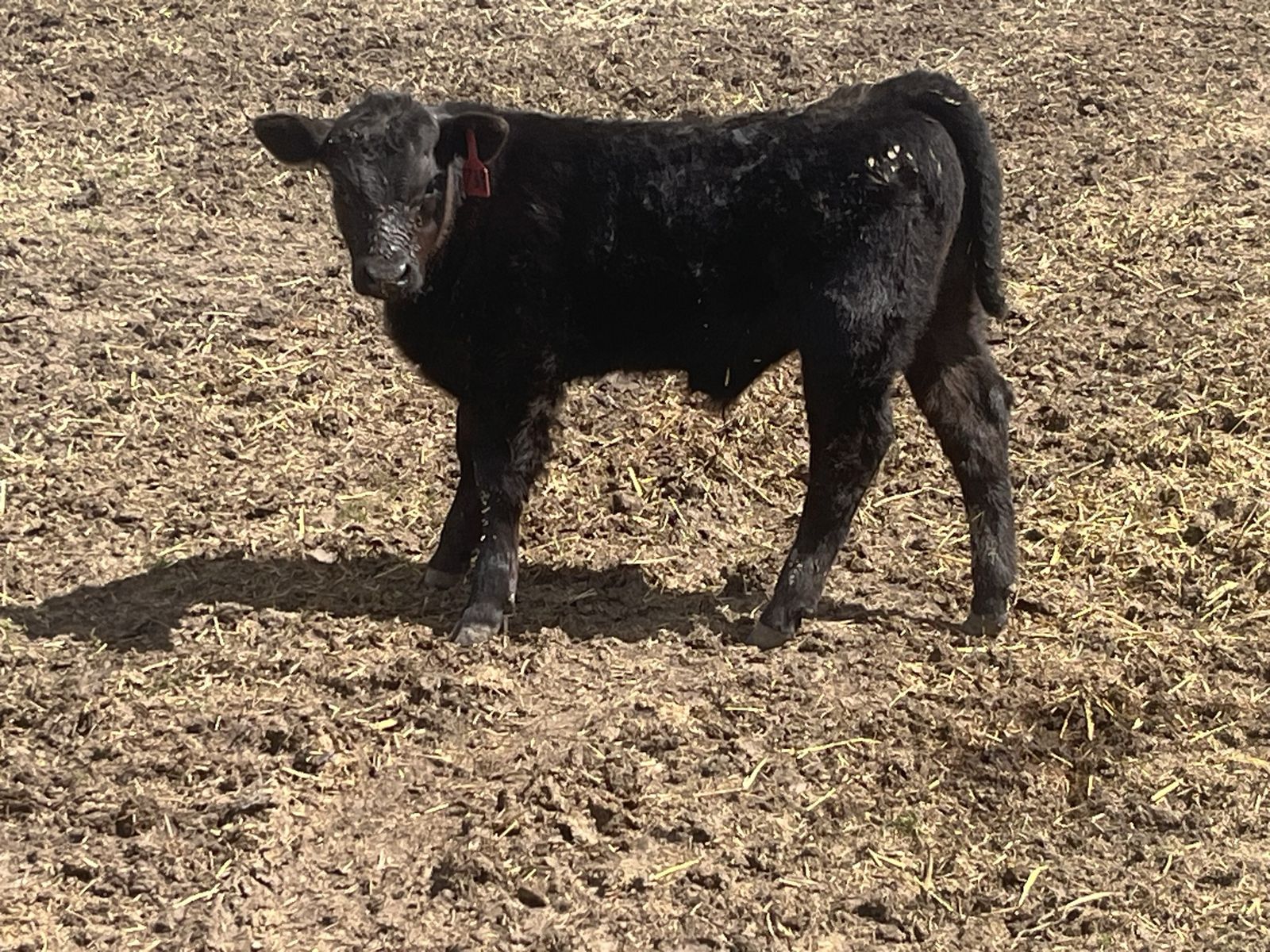 2 Month Old Angus Steer calf