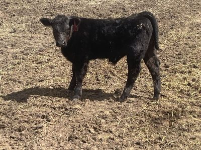 2 Month Old Angus Steer calf