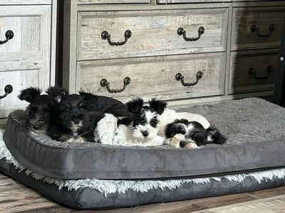 Adorable Miniature Schnauzer Puppies AKC