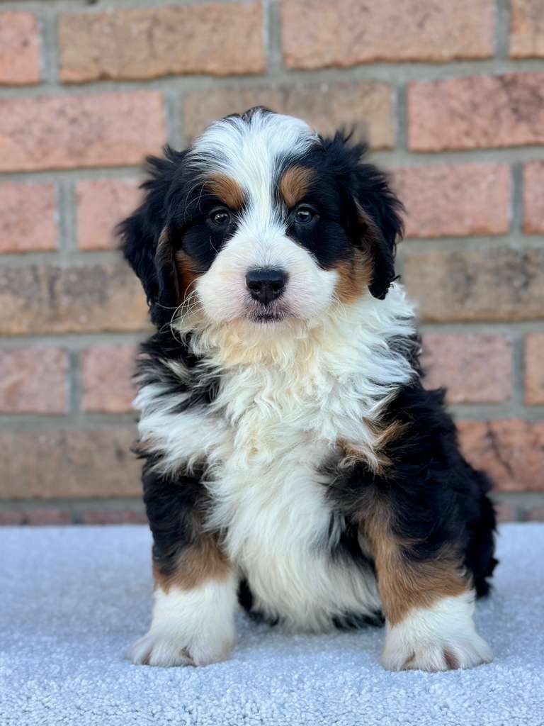 Boy Fonzy - Mini Bernedoodle $2500