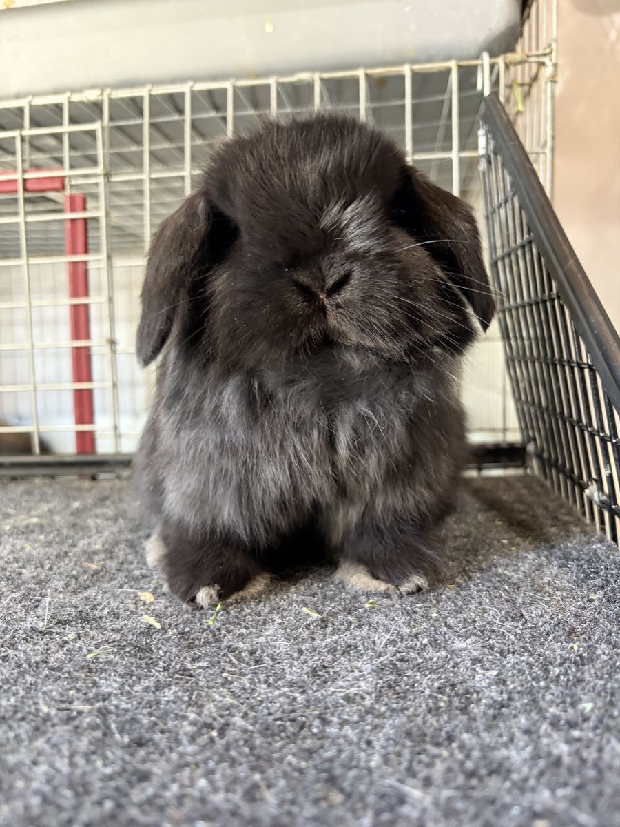 Holland Lops
