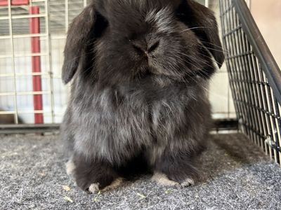 Holland Lops