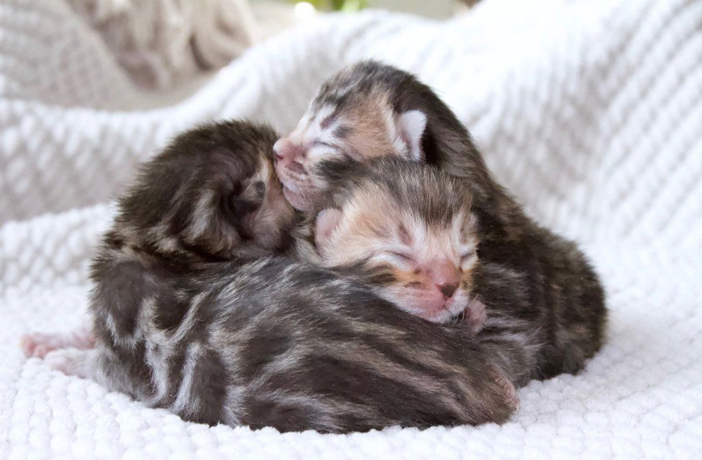 TICA Registered Bengal Cattery - Kittens available