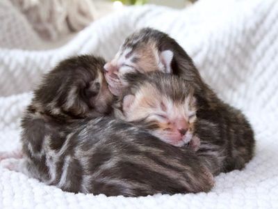 TICA Registered Bengal Cattery - Kittens available