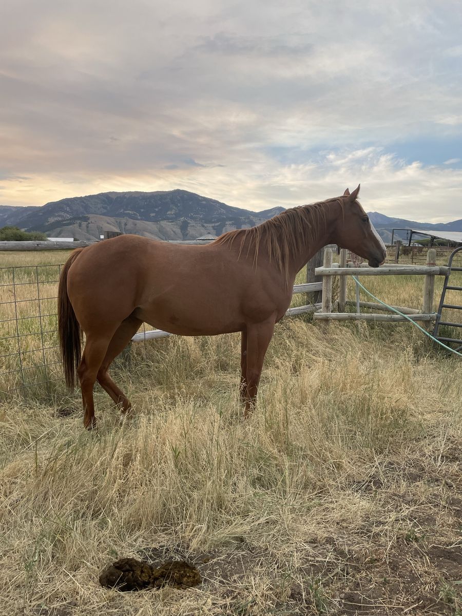 AAA Producing Mare and Foal